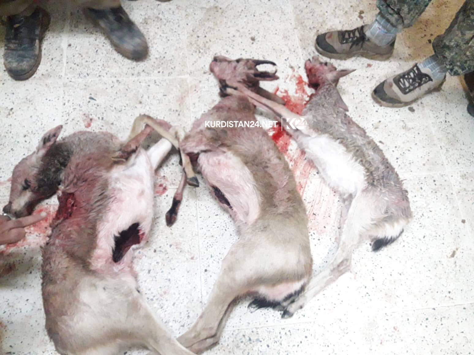 چەند راوچییەک لە گەرمیان سێ ئاسک دەکوژن